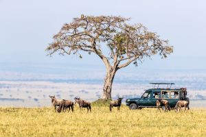 3 Days Masai Mara Safari Tour Image