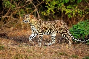 3 Days Tsavo West National Park Tour Image
