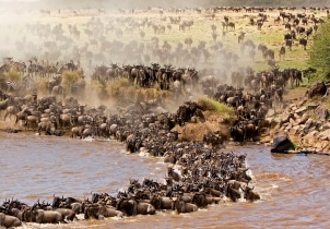 3-Day Private Budget Safari To Masai Mara - Kenya Tour Image