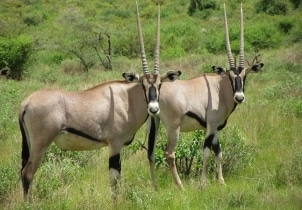 3-Days Samburu Reserve Safari Tour Image