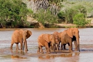 3-Days Tsavo East Safari Tour Image