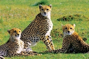 4 Days Lake Naivasha And Masai Mara Safari Tour Image