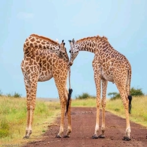 4 Days Lake Nakuru And Masai Mara Safari Tour Image