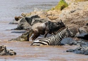 4-Day Masai Mara Safari Tour Image