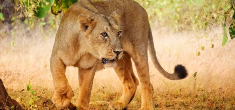 5 Days Lake Naivasha - Lake Nakuru And Masai Mara Safari Tour Image