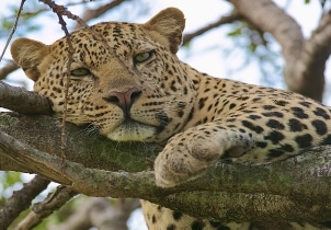 5 Days Luxury Kenya Safari Tour Image