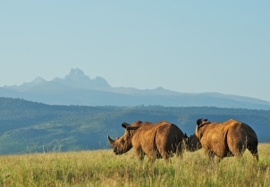 5 Days Kenya Relaxing Safari Tour Image