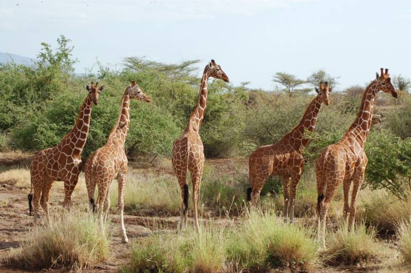 5 Days Samburu And Ol Pejeta Kenya Safari Tour Image