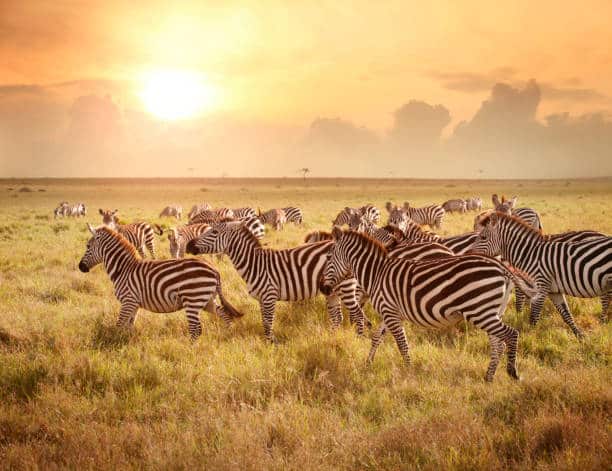 5-Day Safari In Kenya - Ol pejeta - Lake Nakuru - Masai Mara Tour Image