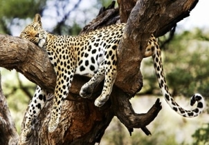 6 Days Ol Pejeta - Lake Nakuru - Masai Mara Luxury Safari Tour Image