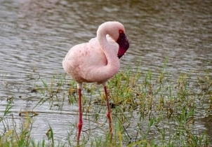 7 Days Kenya Lake System Birding Tour Image