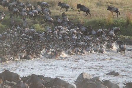 7 Days Nairobi - Amboseli - Lake Naivasha - Masai Mara Tour Image