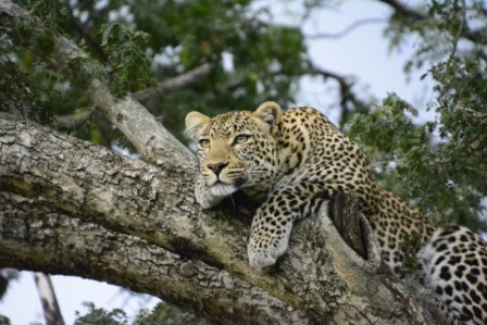 7 Days Samburu - Ol Pejeta - Nakuru - Mara Adventure Tour Image