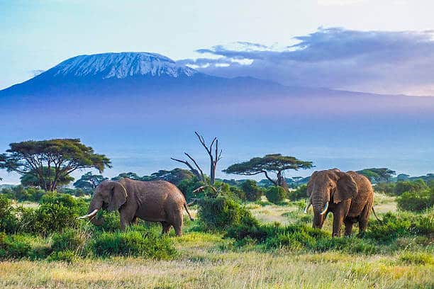 Amboseli Safari On Budget Tour Image