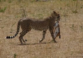 Budget Masai Mara Private Safari Tour Image