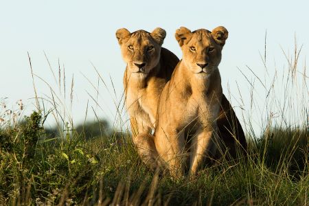 Masai Mara Private Budget Safari Tour Image