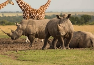 Ol Pejeta Conservancy Safari Tour Image