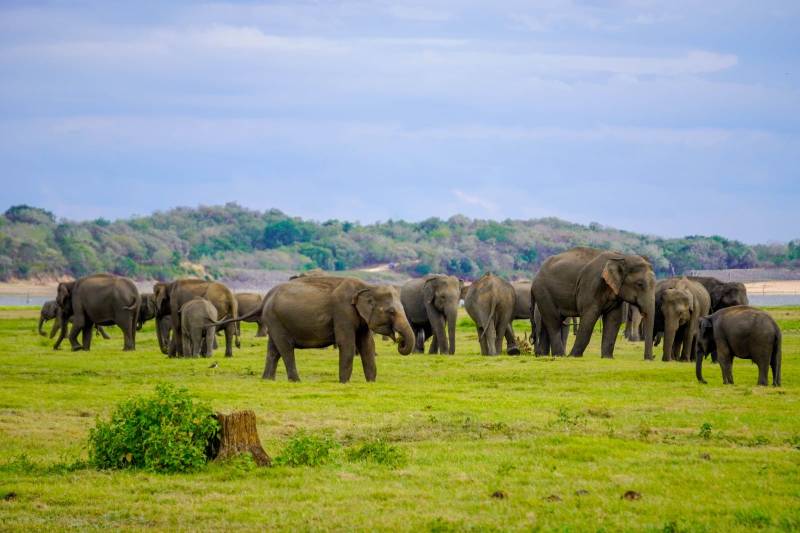Sri Lanka: 4-Day Minneriya, Polonnaruwa, And Pasikuda Tour