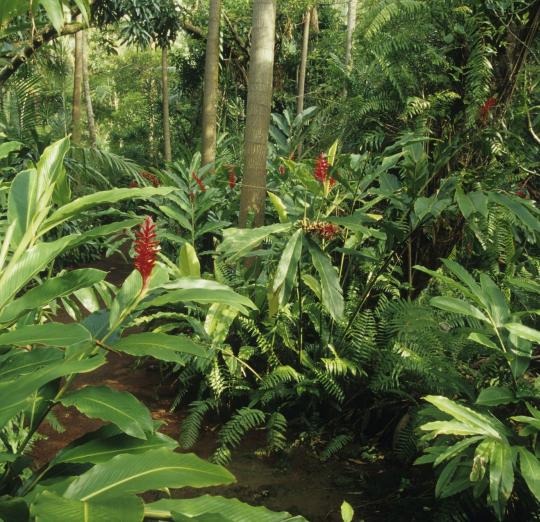 Discover Kerala 8 Days - 7 Nights Tour