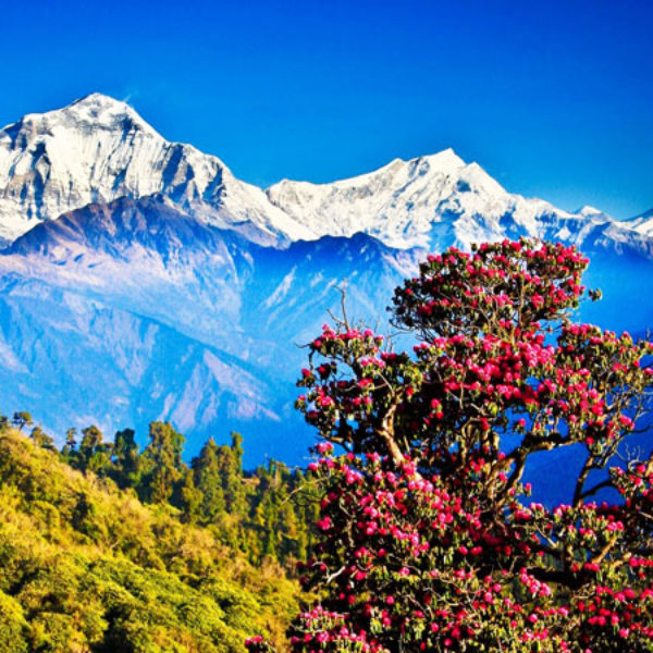 Kathmandu - Pokhara - Chitwan Package 8D 7N