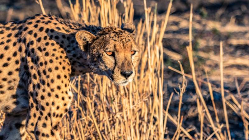 4 - Days Fly in Luxury Safari