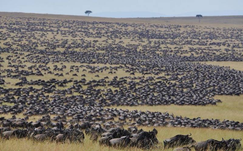 2 Night - 3 Days Masai Mara Tour Package