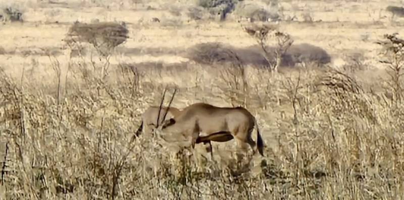 4D Safari Tarangire - Serengeti - Ngorongoro - Lake Manyara From Arusha