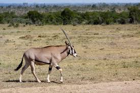 2 Days Safari Tsavo West And East Tour