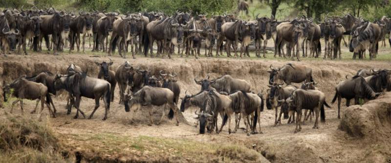 7 Days - 6 Nights Tanzania Safari Tour