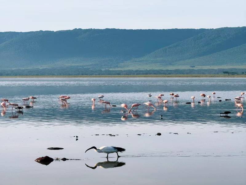 5 Days 4 Nights Tanzania Signature Luxury Safari Experience