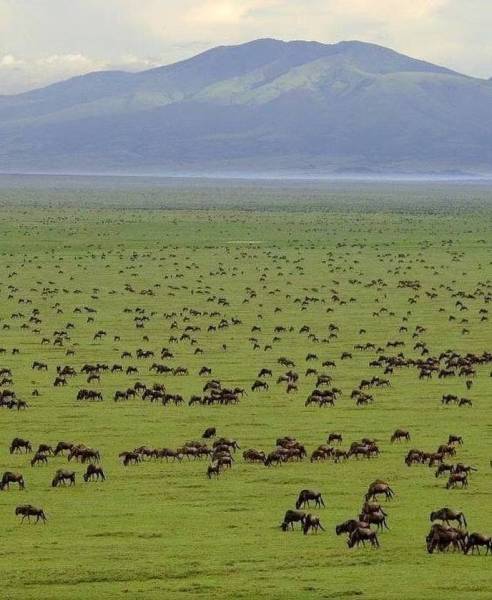 7 Days Ultimate Northern Tanzania Wildlife Expedition