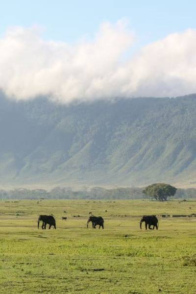 7 Days Ultimate Northern Tanzania Wildlife Expedition