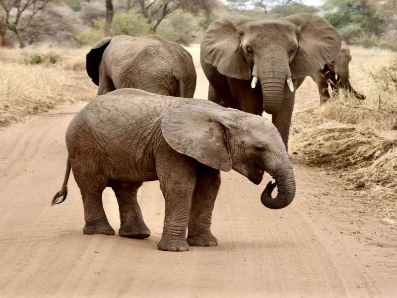 7 Days Ultimate Northern Tanzania Wildlife Expedition