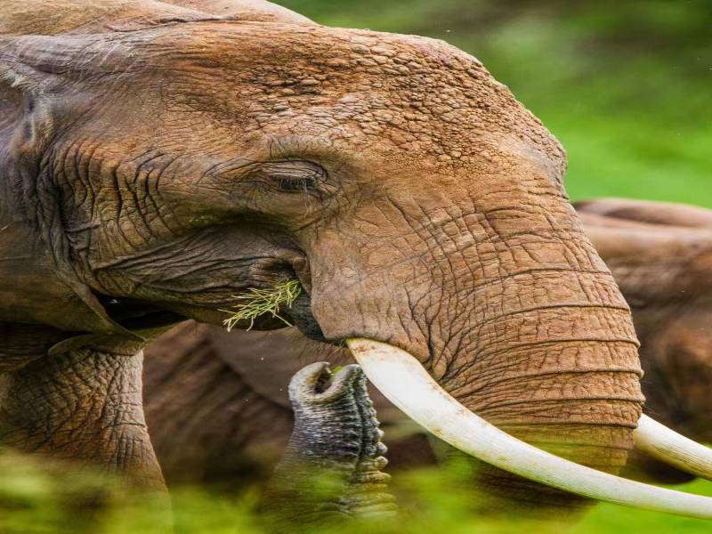 7 Days Ultimate Northern Tanzania Wildlife Expedition