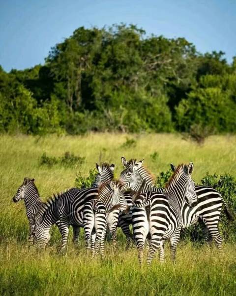 7 Days Ultimate Northern Tanzania Wildlife Expedition