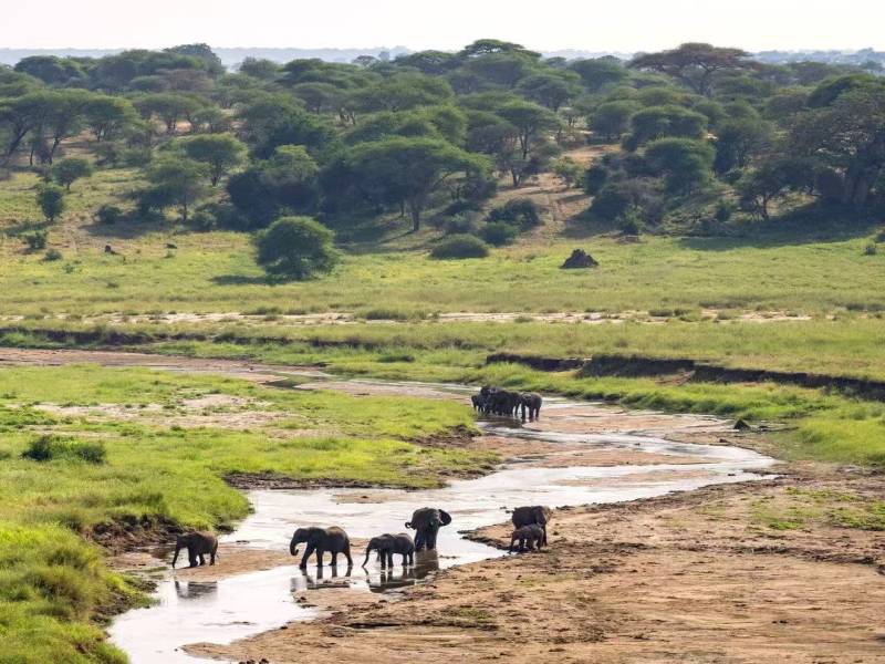 7 Days Ultimate Northern Tanzania Wildlife Expedition