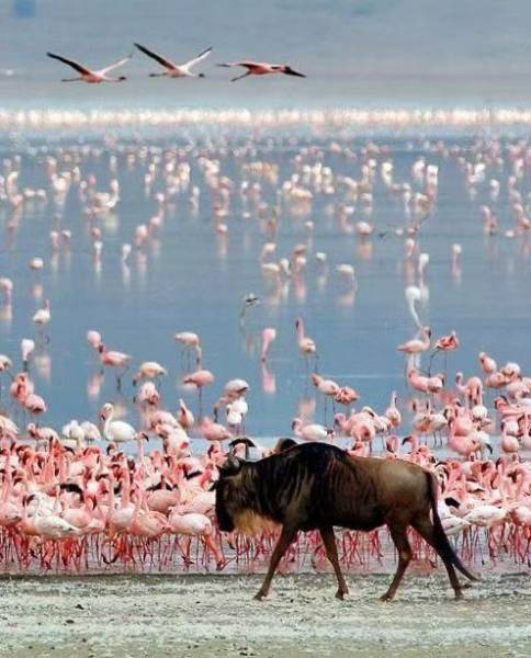 7 Days Ultimate Northern Tanzania Wildlife Expedition