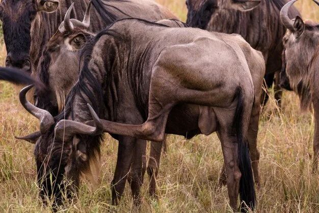 7 Days Serengeti Wildebeest Migration Safari Tour