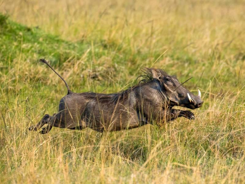 6 Days Family Safari Tour Package.