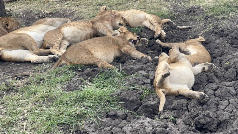 6 Days Family Safari Tour Package.