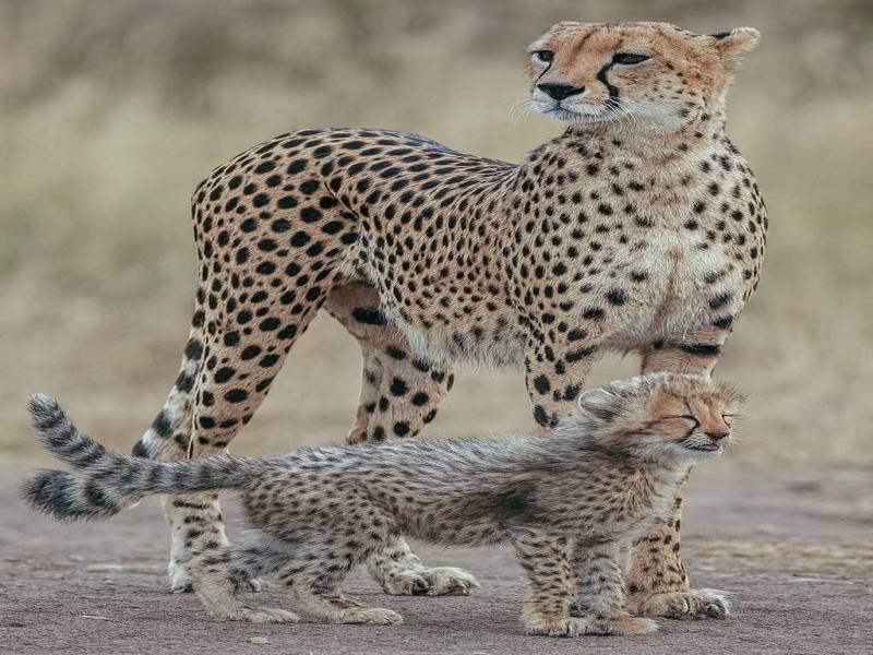 6 Days Family Safari Tour Package.