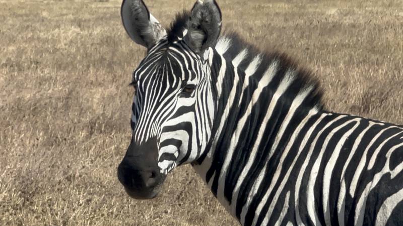 6 Days Family Safari Tour Package.