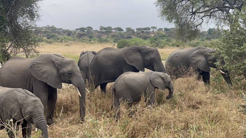 5 Days Tanzania Safari Tour Package