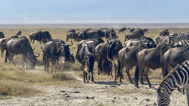 5 Days Tanzania Safari Tour Package