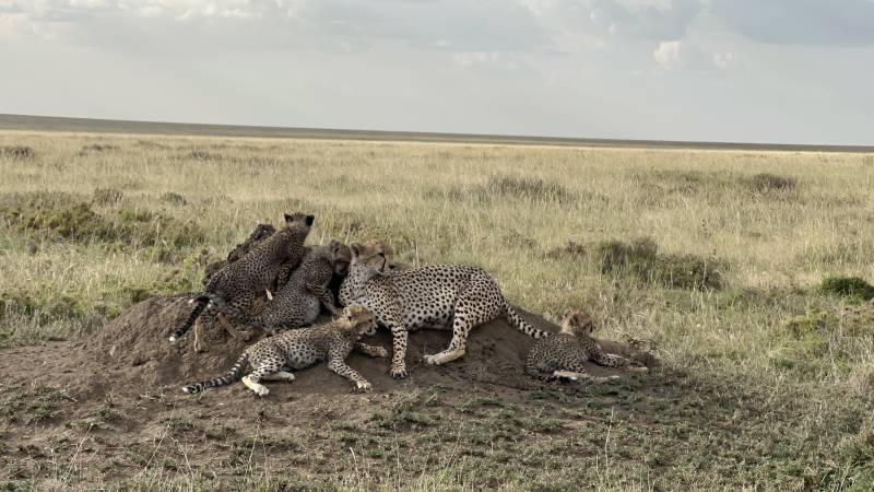 5 Days Tanzania Safari Tour Package
