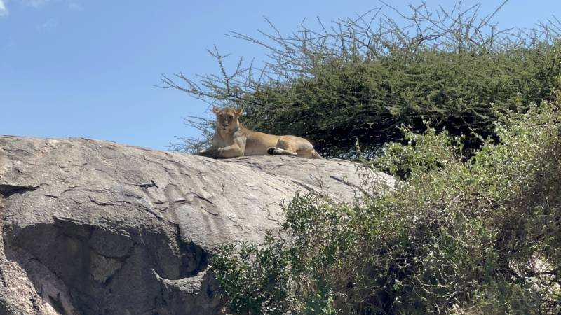 5 Days Tanzania Safari Tour Package