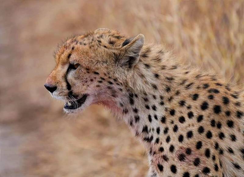 5 Days Tanzania Safari Tour Package