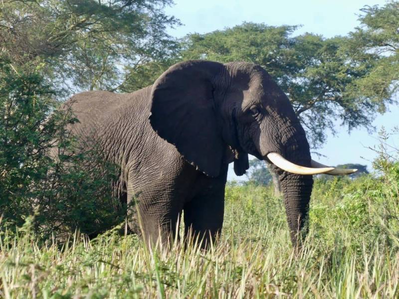 5 Days Tanzania Safari Tour Package