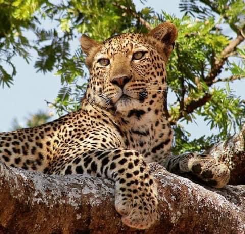 5 Days Tanzania Safari Tour Package