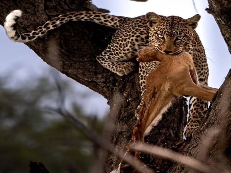 5 Days Tanzania Safari Tour Package